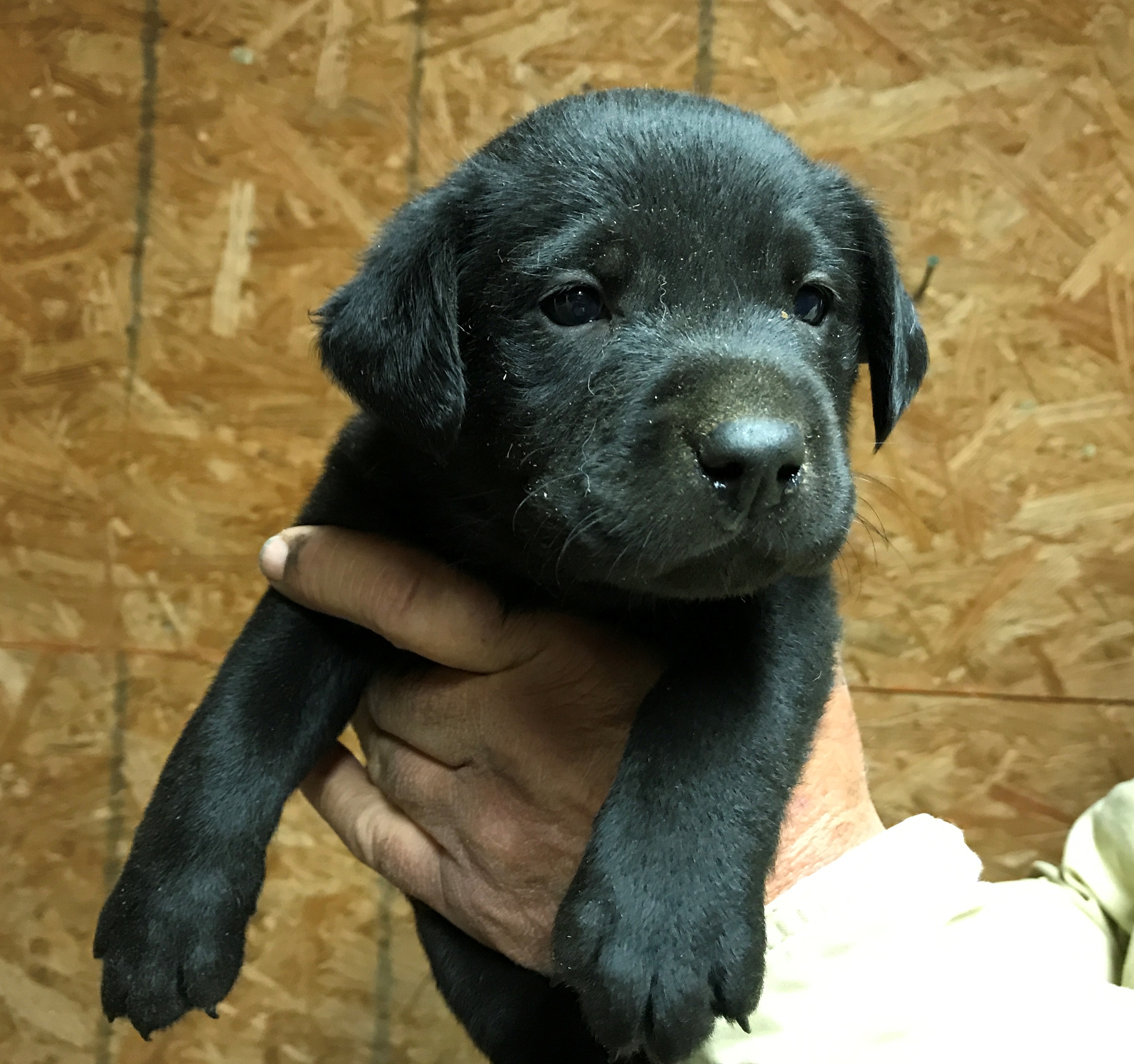 Ogf Black Katie Hex | Black Labrador Retriver