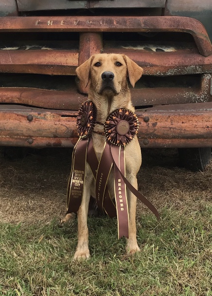 HR River Woods Flashy Allie | Yellow Labrador Retriver