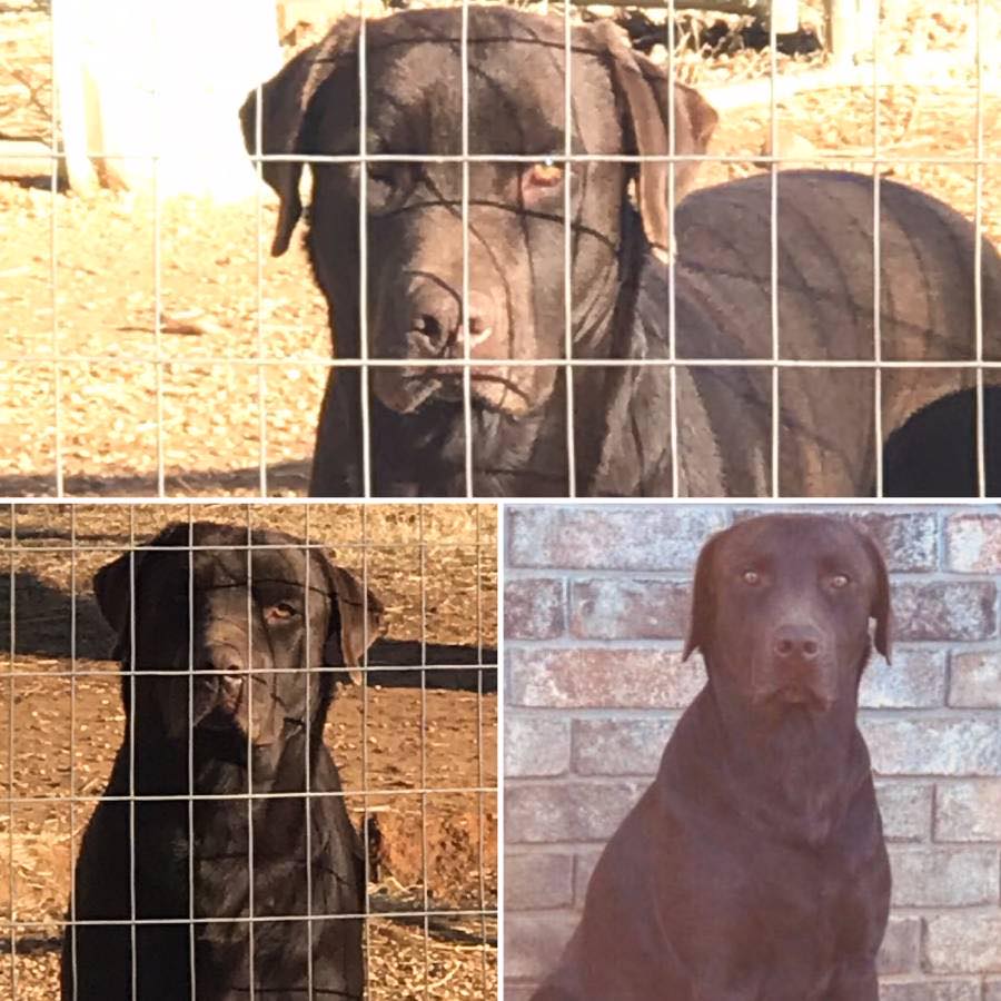 Cool Hand "luke" Iv | Chocolate Labrador Retriver