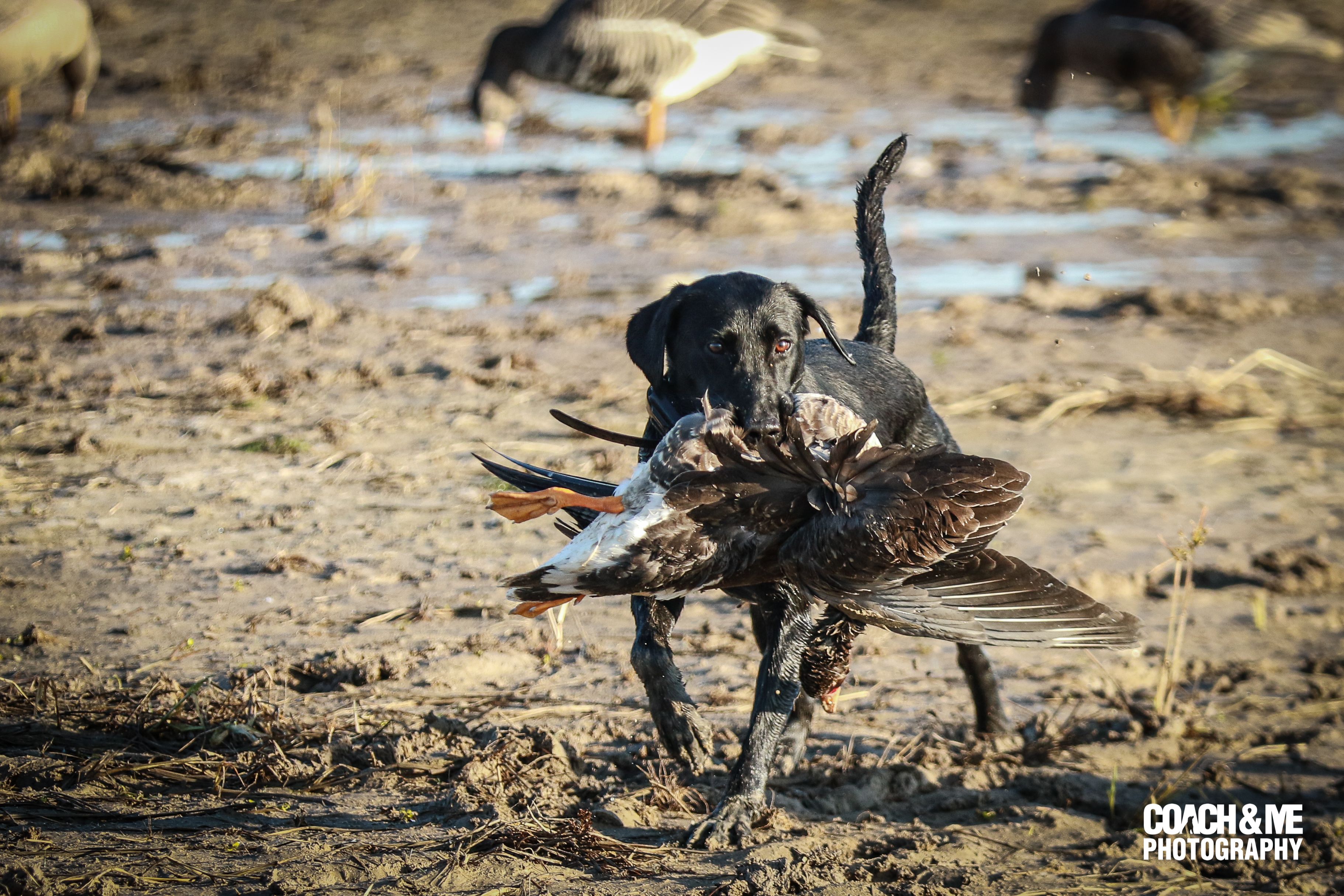 Next Generations The Boss' Daughter MH | Black Labrador Retriver