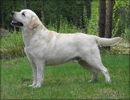 SE U(U)CH Jayncourt Natural Star | Yellow Labrador Retriver