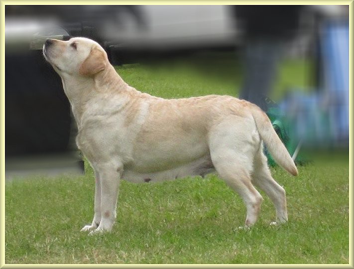 Annual's Creme Fraiche | Yellow Labrador Retriver