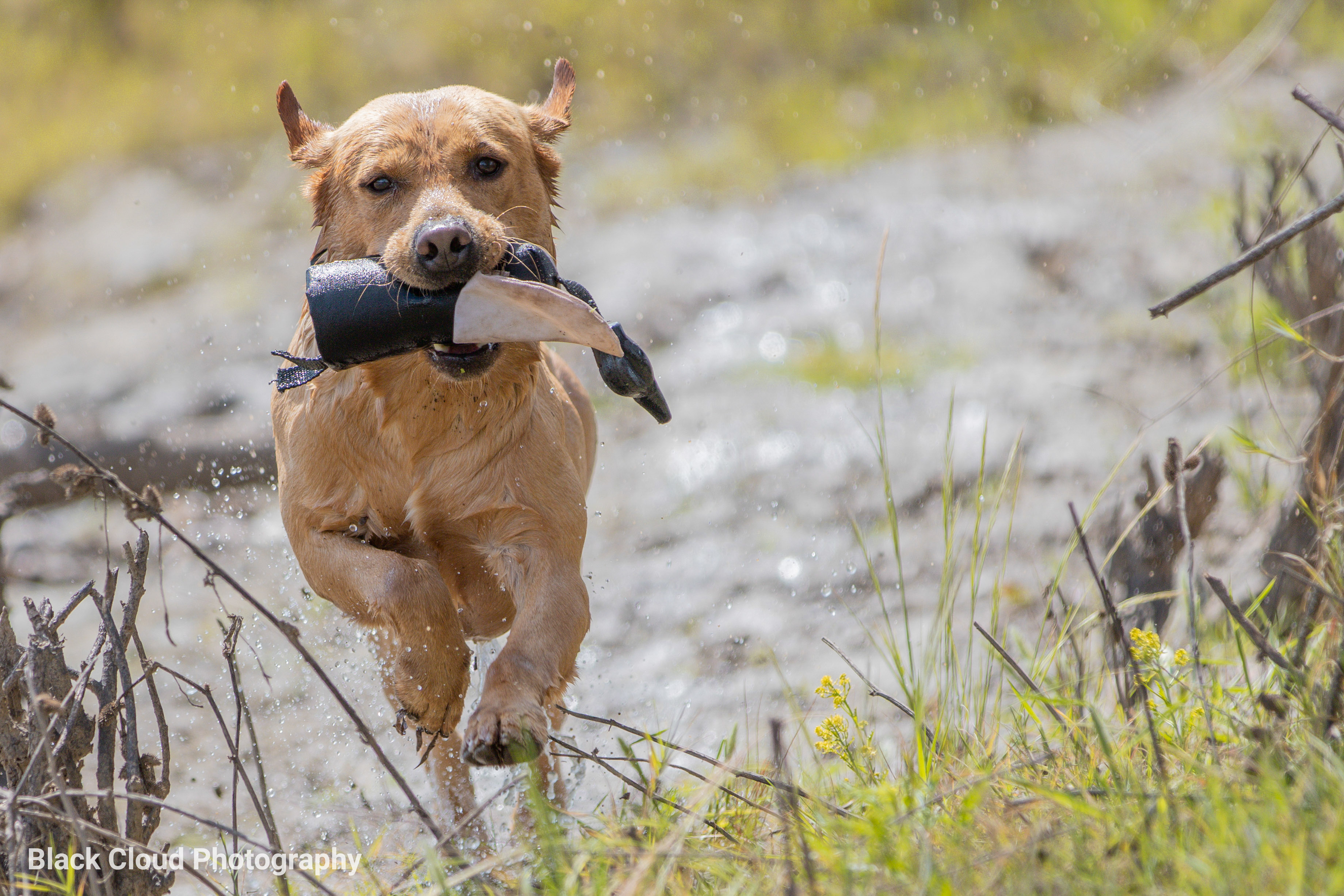 BCK Scotch On The Rocks | Yellow Labrador Retriver