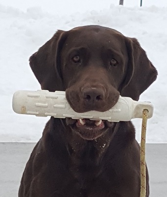 Moose Pekar Of Greendale MH | Chocolate Labrador Retriver