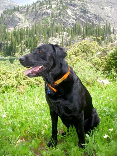 Justamere Beavis Pinkerton | Black Labrador Retriver