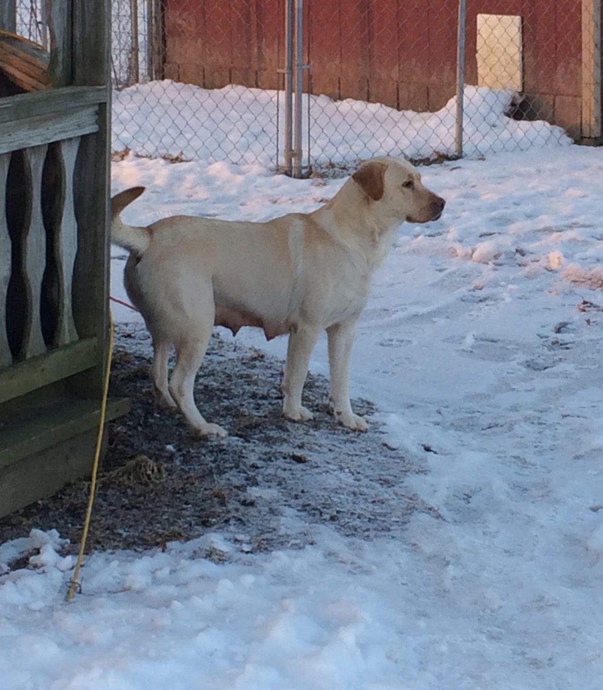 Shady Lane's Princess | Yellow Labrador Retriver