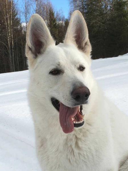 Wandeball's Wishmaster | White Swiss Shepherd Dog 