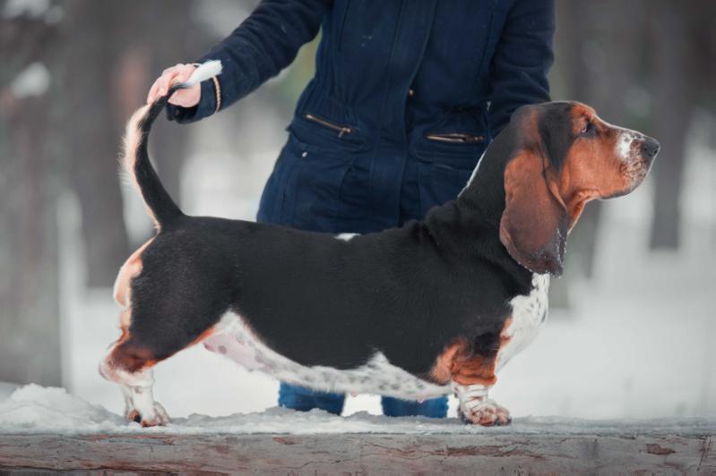 Nagyhegyi Pajkos Hannah | Basset Hound 