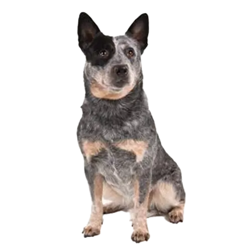 Australian Stumpy Tail Cattle Dog