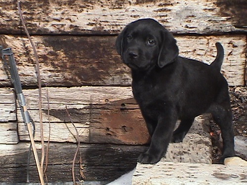 SHR Justamere Fly Boy | Black Labrador Retriver