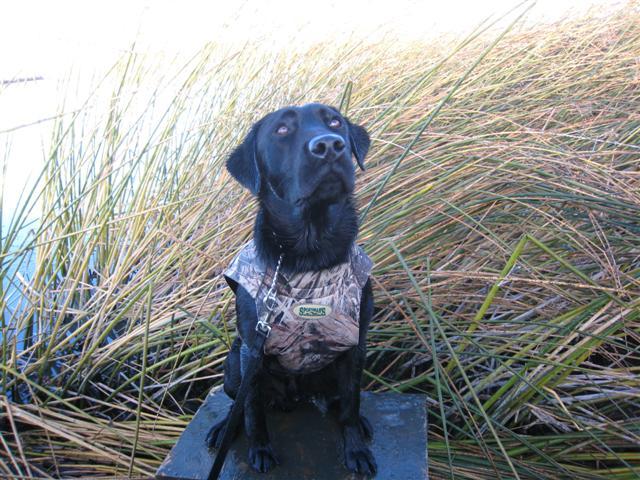 Justamere Greystoke | Black Labrador Retriver