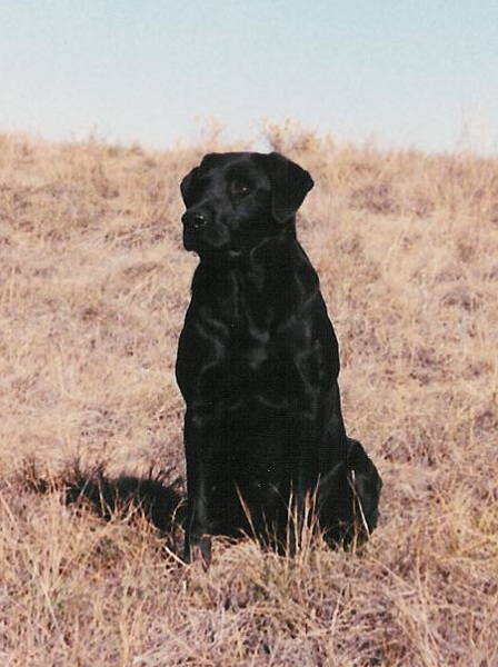 FC AFC Sky Hy's Husker Power | Black Labrador Retriver