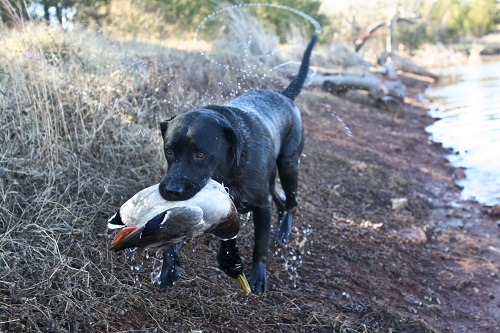 Justamere Quad Runner | Black Labrador Retriver