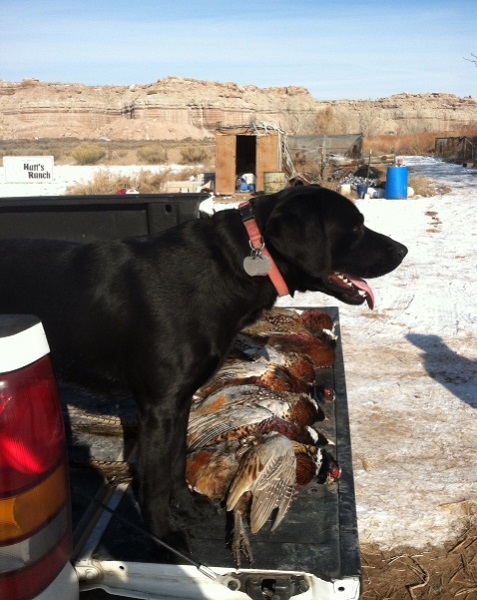 Justamere Tipsy Doc Holliday | Black Labrador Retriver