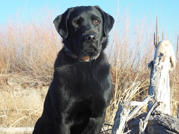 Justamere Ursa Major | Black Labrador Retriver