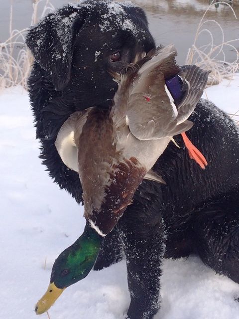 Justamere Richard's Gordon Of ODHA | Black Labrador Retriver