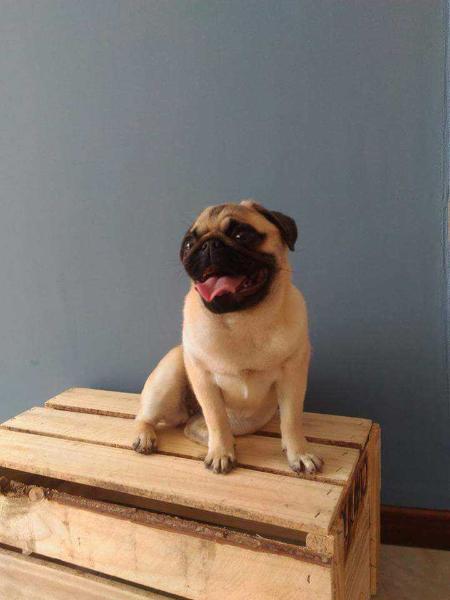 Anjos do Sul Erza | Pug 