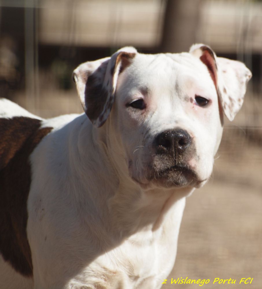 Crazy Crys Harry | American Staffordshire Terrier 