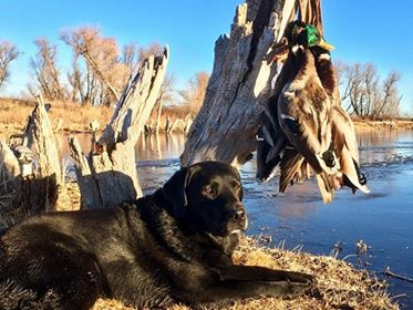 Justamere Richard's Gordon Of ODHA | Black Labrador Retriver