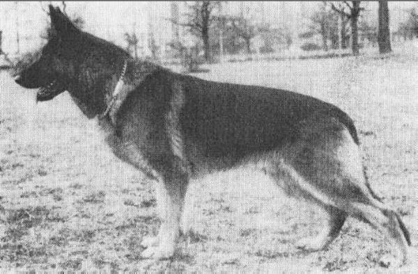 Tom vom Haus Solms | German Shepherd Dog 