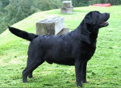 Mex Estonian CH Tabatha's Caffu Queijeiro | Black Labrador Retriver