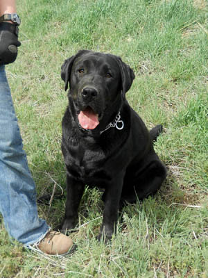 Justamere Ranger Of The West RE | Black Labrador Retriver