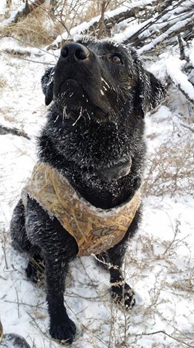 Justamere Wizard's Gambit | Black Labrador Retriver