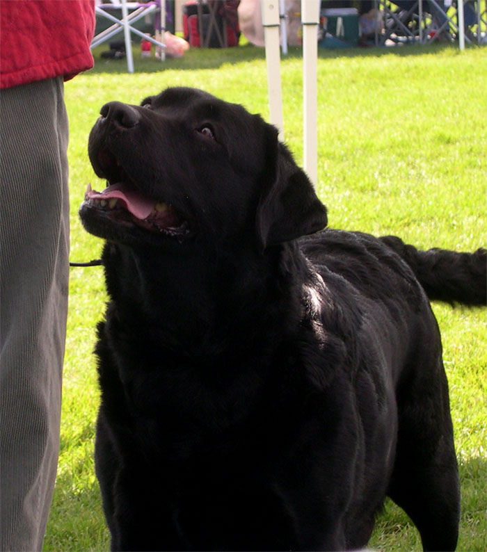 Cotswold Party Girl At Brooks | Black Labrador Retriver