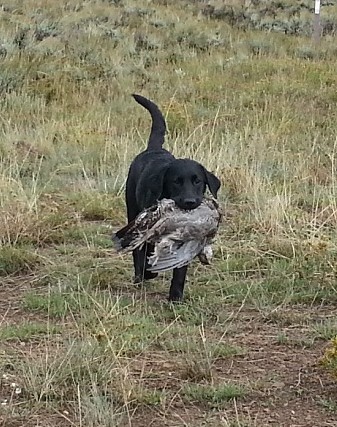 Justamere Aces High Skye | Black Labrador Retriver