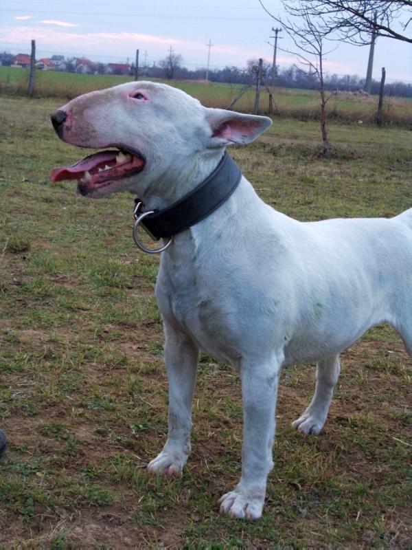 Yuppi from Fighting Angels | Bull Terrier 