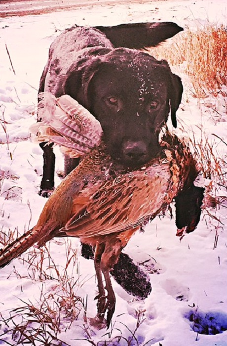 Justamere Dooley's Royal Flush | Black Labrador Retriver