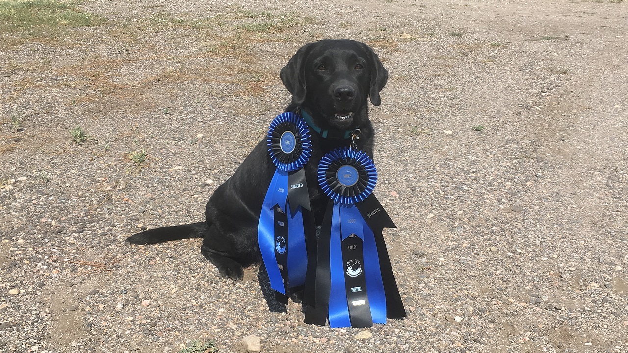 SHR Justamere Super Soaker WC | Black Labrador Retriver