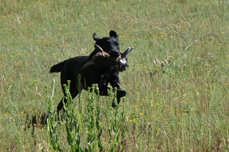 SHR Justamere Etch-A-Sketch | Black Labrador Retriver