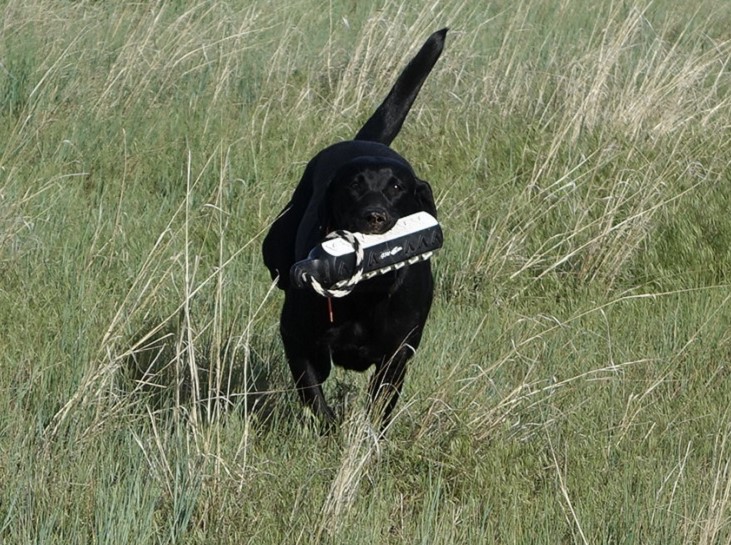 SHR Justamere Etch-A-Sketch | Black Labrador Retriver