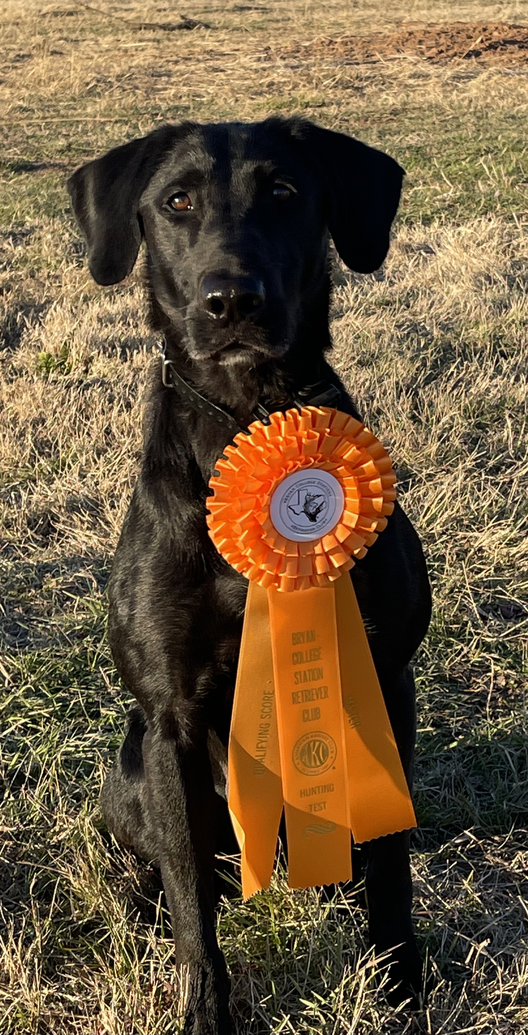 HRCH Feel The Force QAA | Black Labrador Retriver