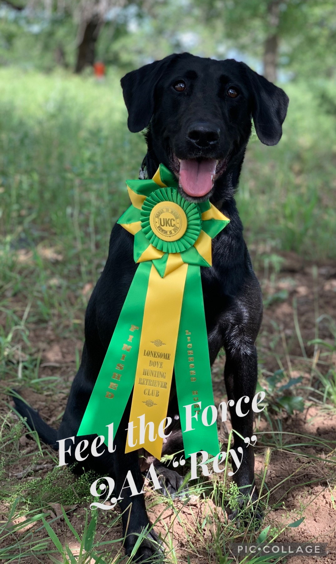 HRCH Feel The Force QAA | Black Labrador Retriver