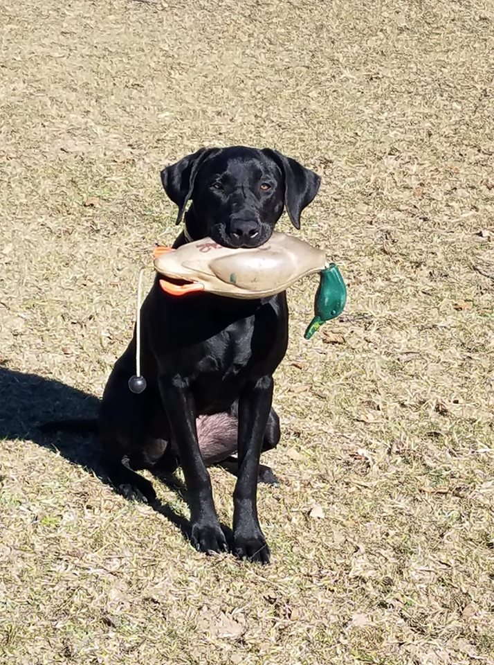 Barnes Jolie Fille | Black Labrador Retriver