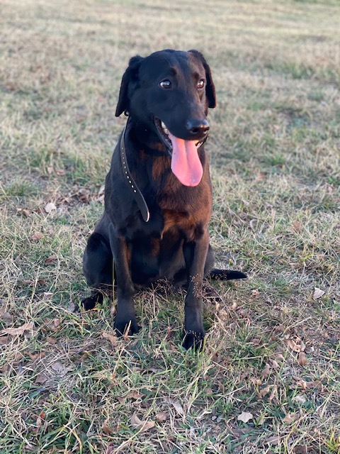 PR’s Cuttin Thru The Marsh | Black Labrador Retriver