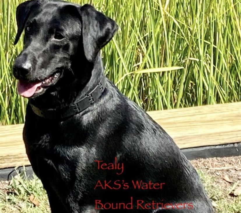 PR’s Cuttin Thru The Marsh | Black Labrador Retriver