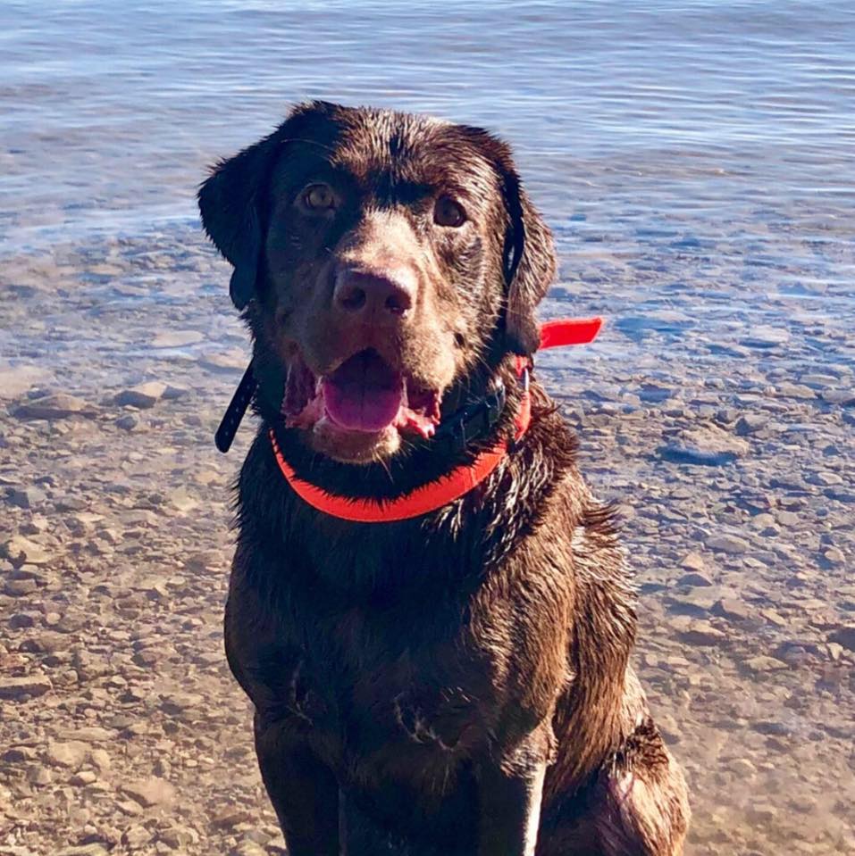 Fowler's Misfit Ruger JH | Chocolate Labrador Retriver