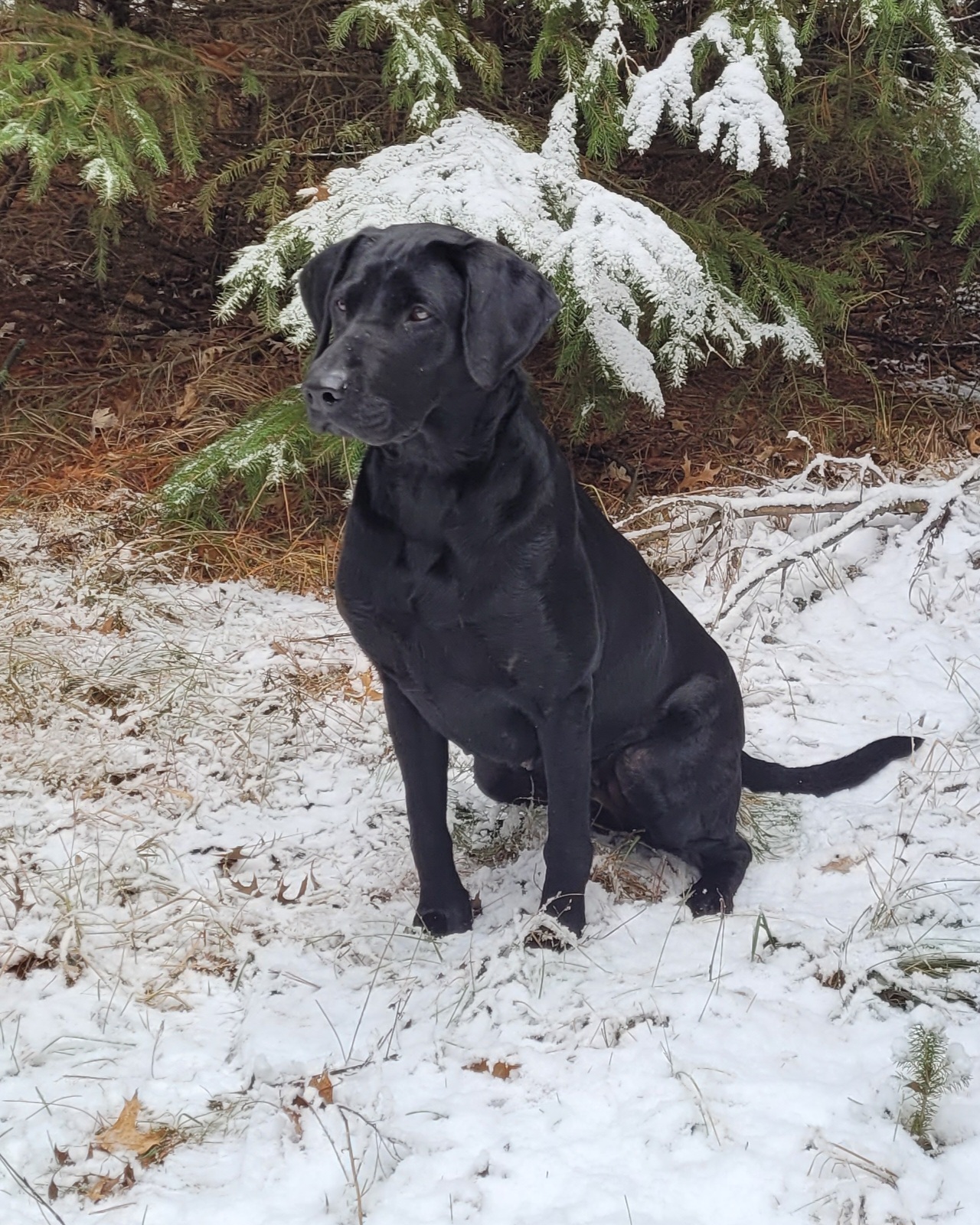 Hrch Sunnyhill Pay The Piper | Black Labrador Retriver