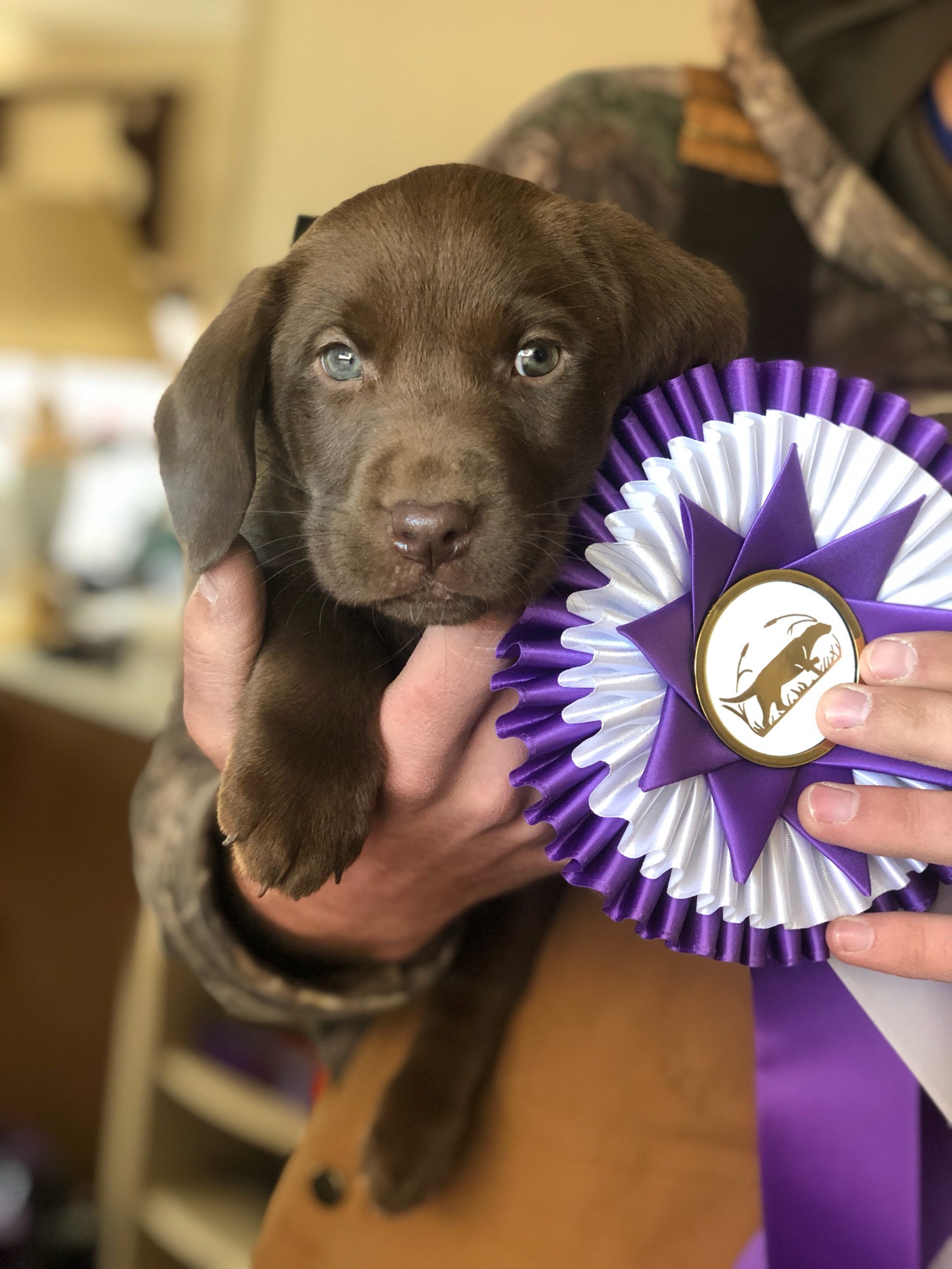 Flyin' South's Honey On My Biscuit | Chocolate Labrador Retriver