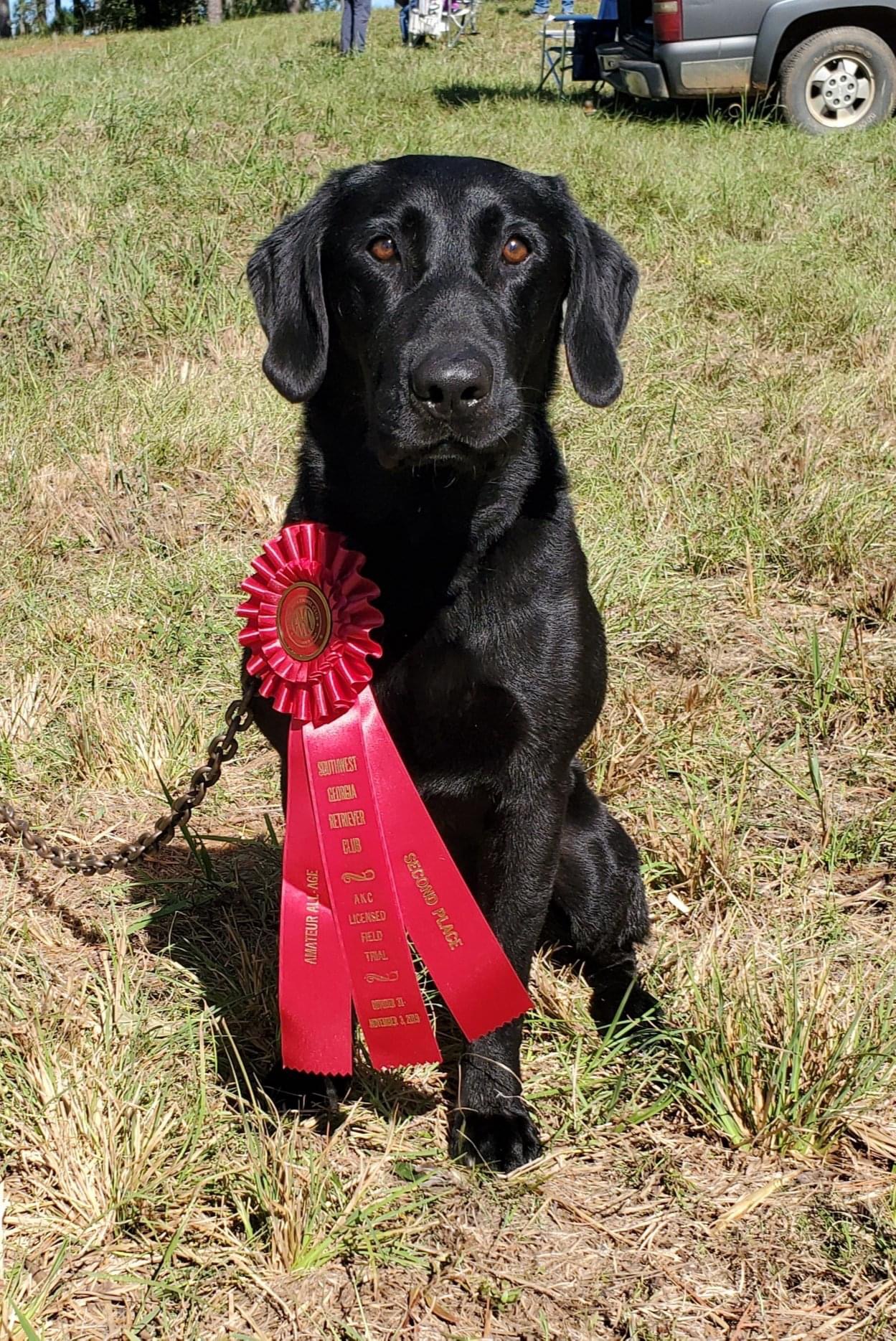 Pvs Frank The Tank QA2 | Black Labrador Retriver