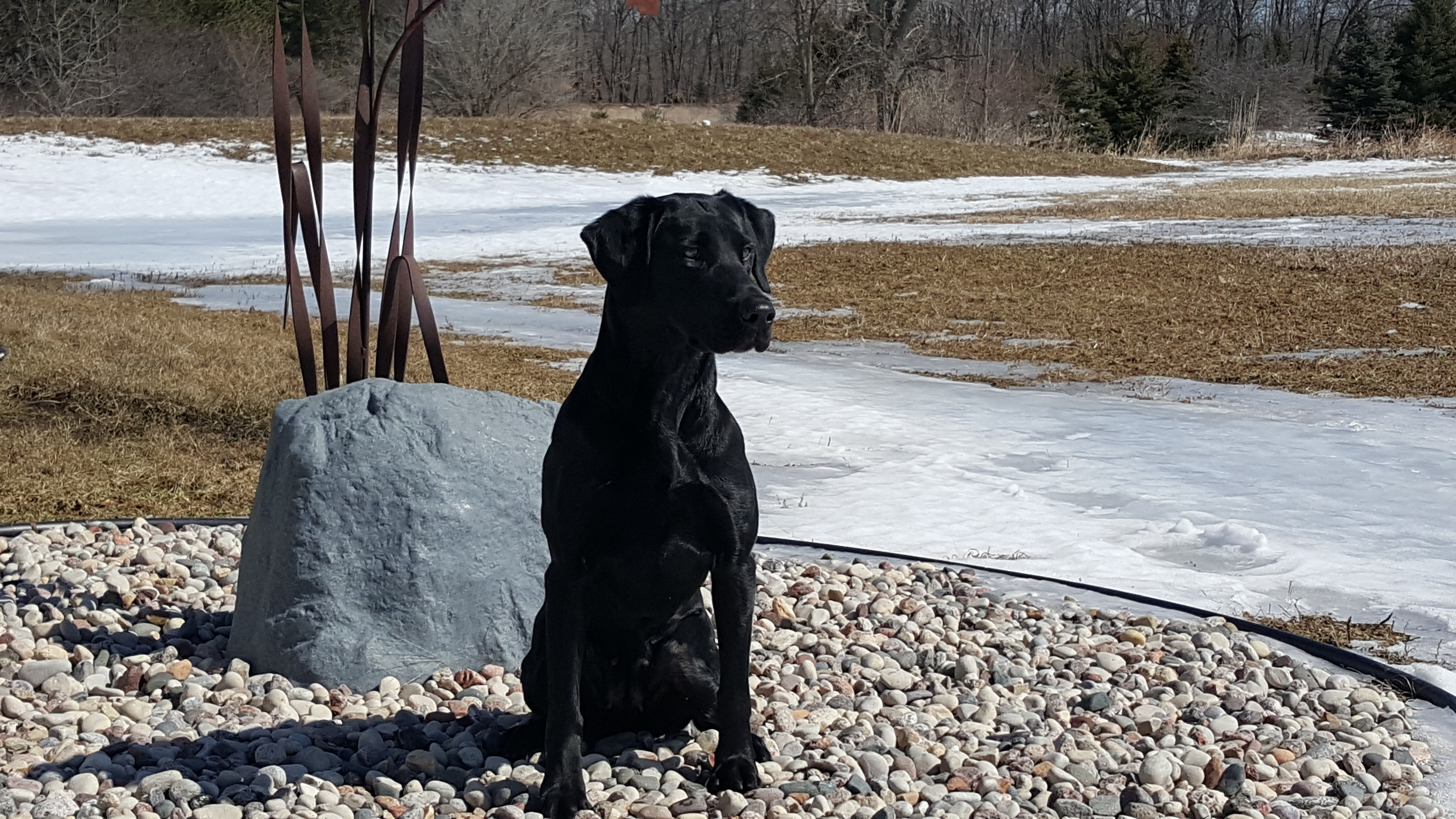 Locked N Loaded's Rip N River MH | Black Labrador Retriver