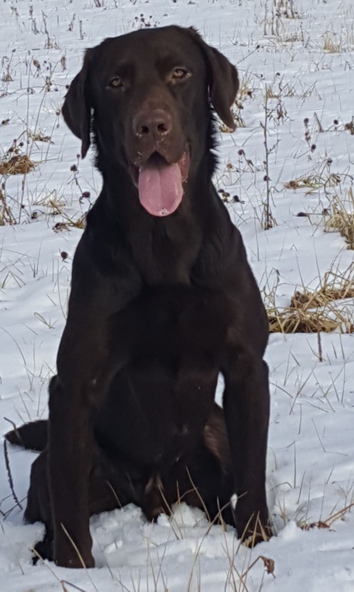 Locked N Loaded's Landing Zone MH | Chocolate Labrador Retriver