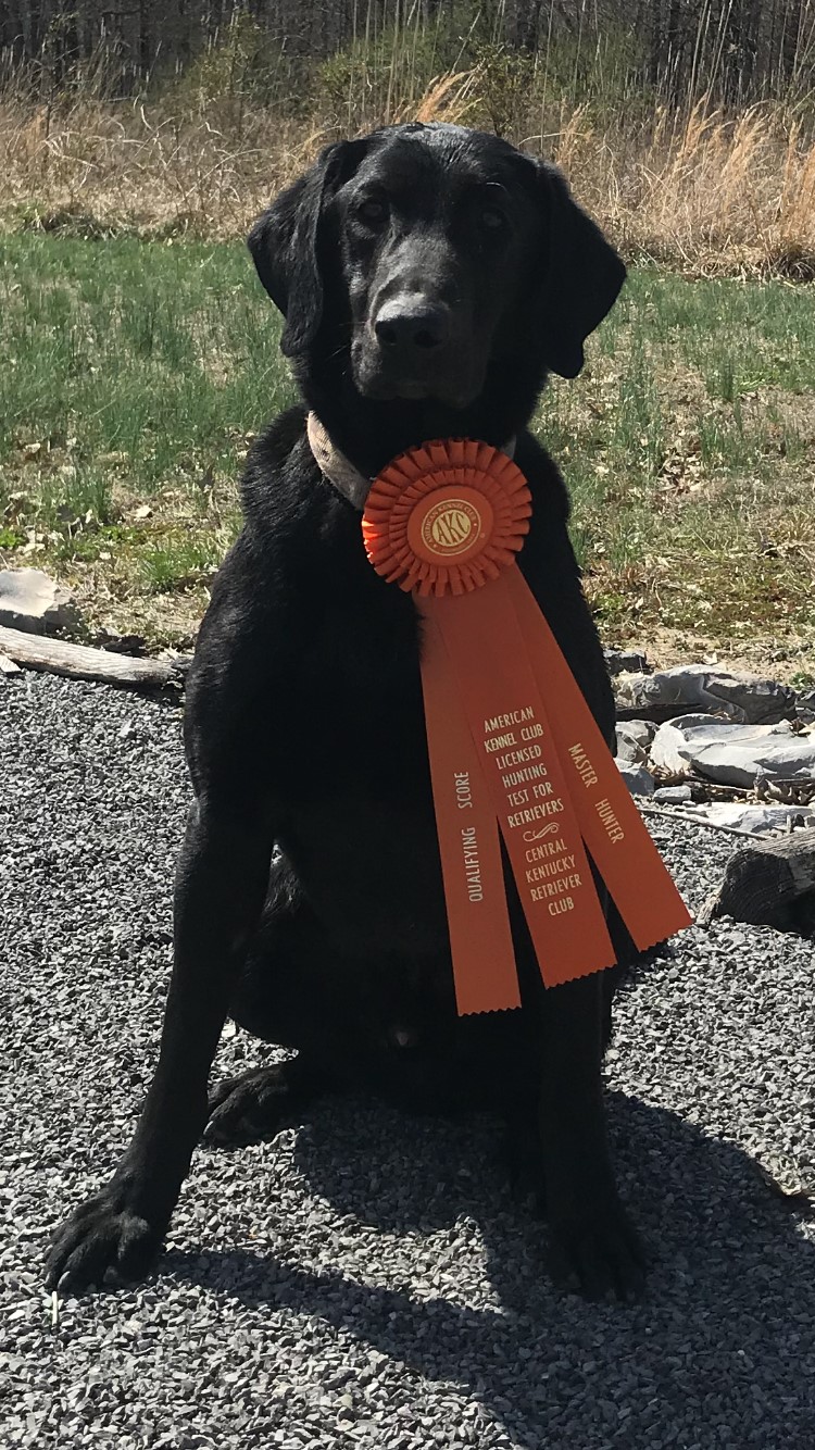 HRCH Big Trax Grady's Wild Card QAA | Black Labrador Retriver