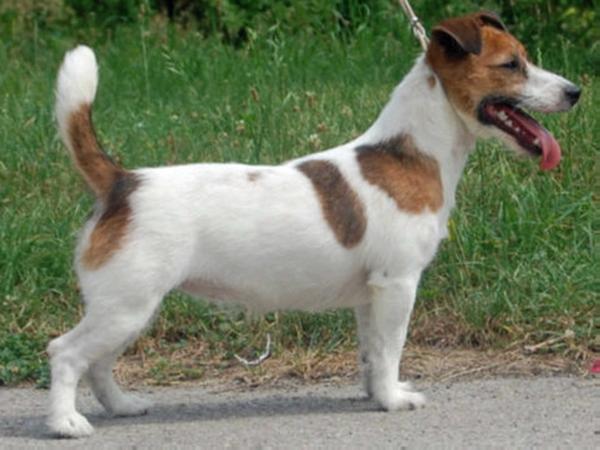 Dream About Success z Herbu Sapaly | Jack Russell Terrier 