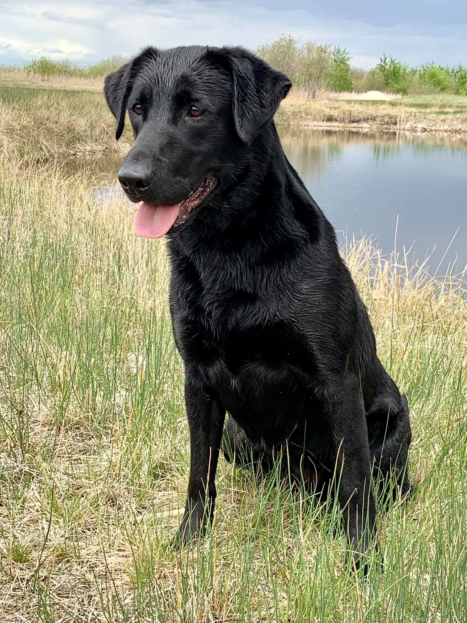 Razor's Nx Generation QAA | Black Labrador Retriver