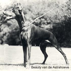 Beauty v.d. Astra-Hoeve | Brown Doberman Pinscher