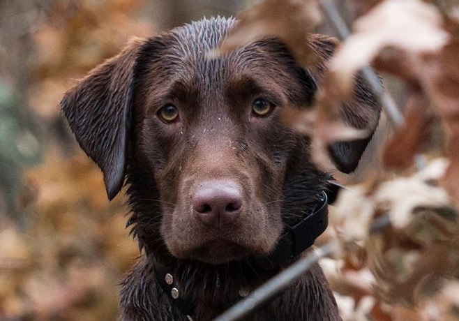 HRCH Ouachita Ruby QAA | Chocolate Labrador Retriver